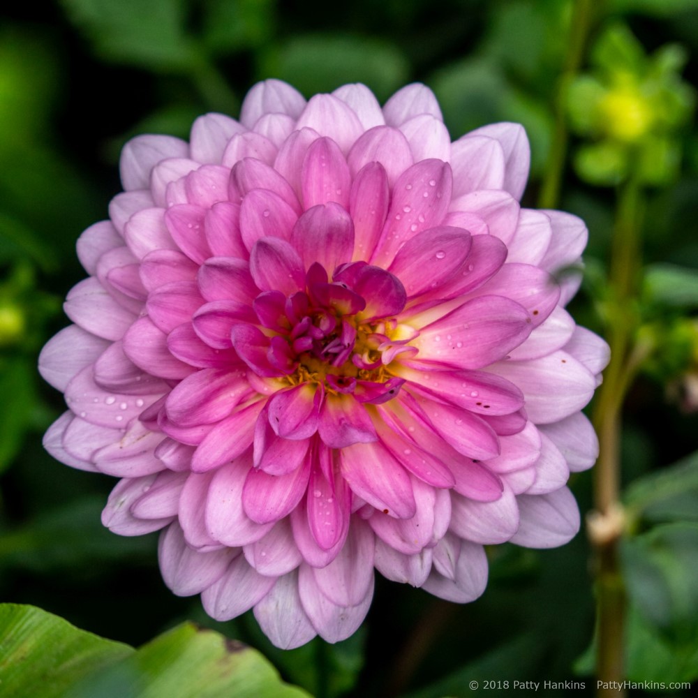 A Few More Flowers from the New York Botanical Garden :: Beautiful ...