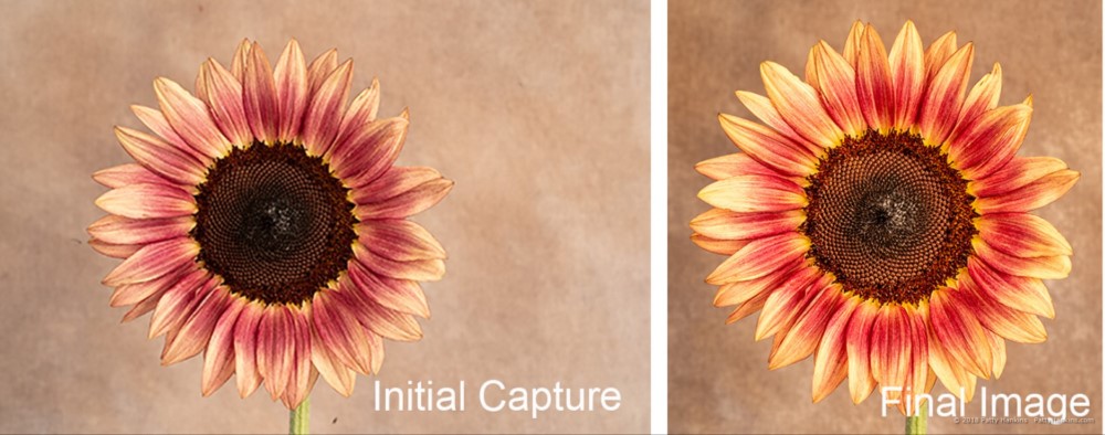 Editing a Plum Sunflower Photo from Start to Finish in Lightroom