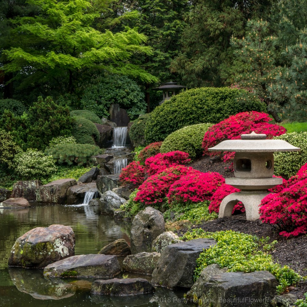 In the Shofuso Japanese Garden – New Photo