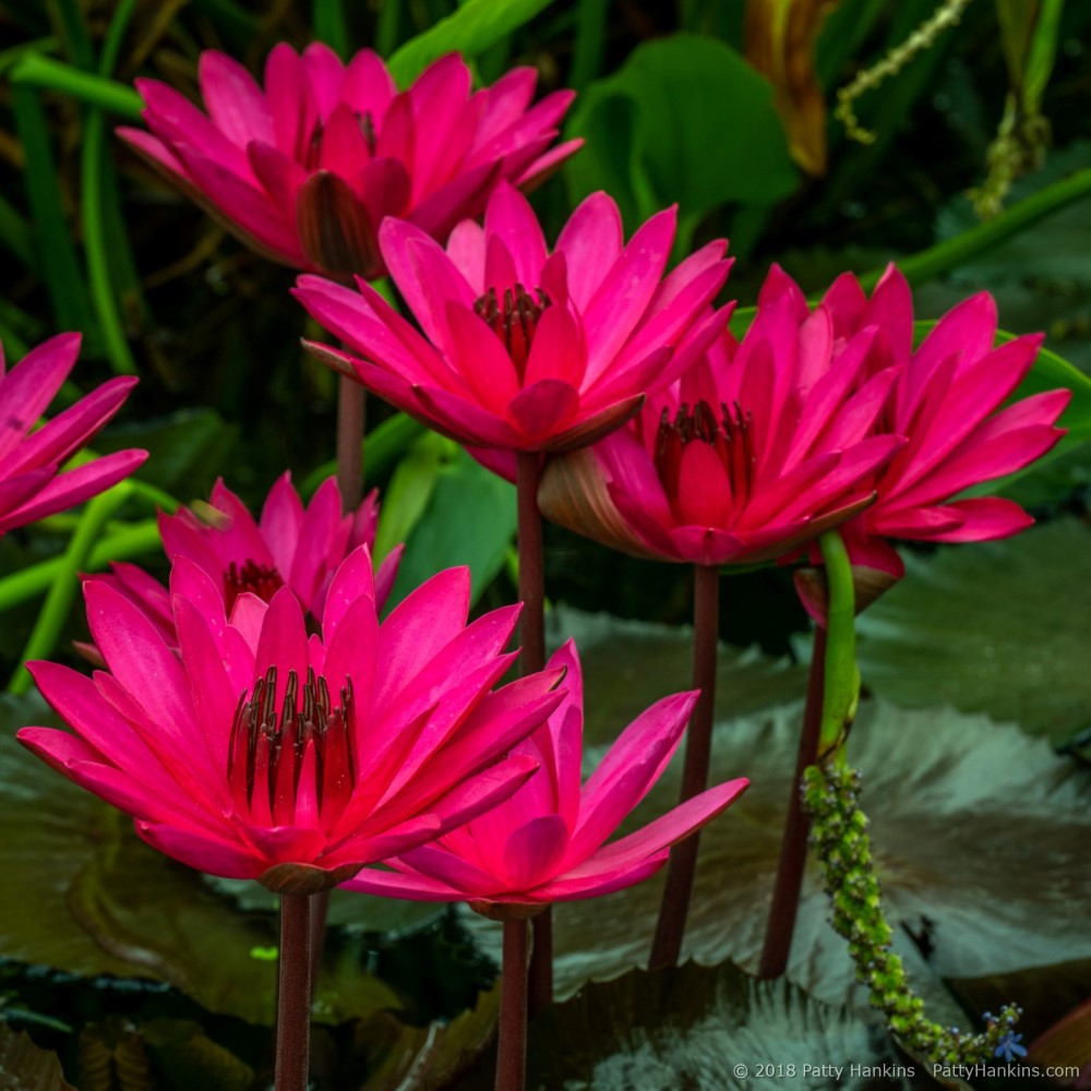 Red Cup Water Lilies © 2018 Patty Hankins
