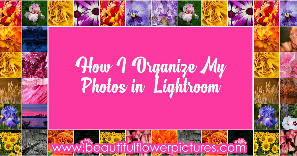How I Organize My Photos In Lightroom