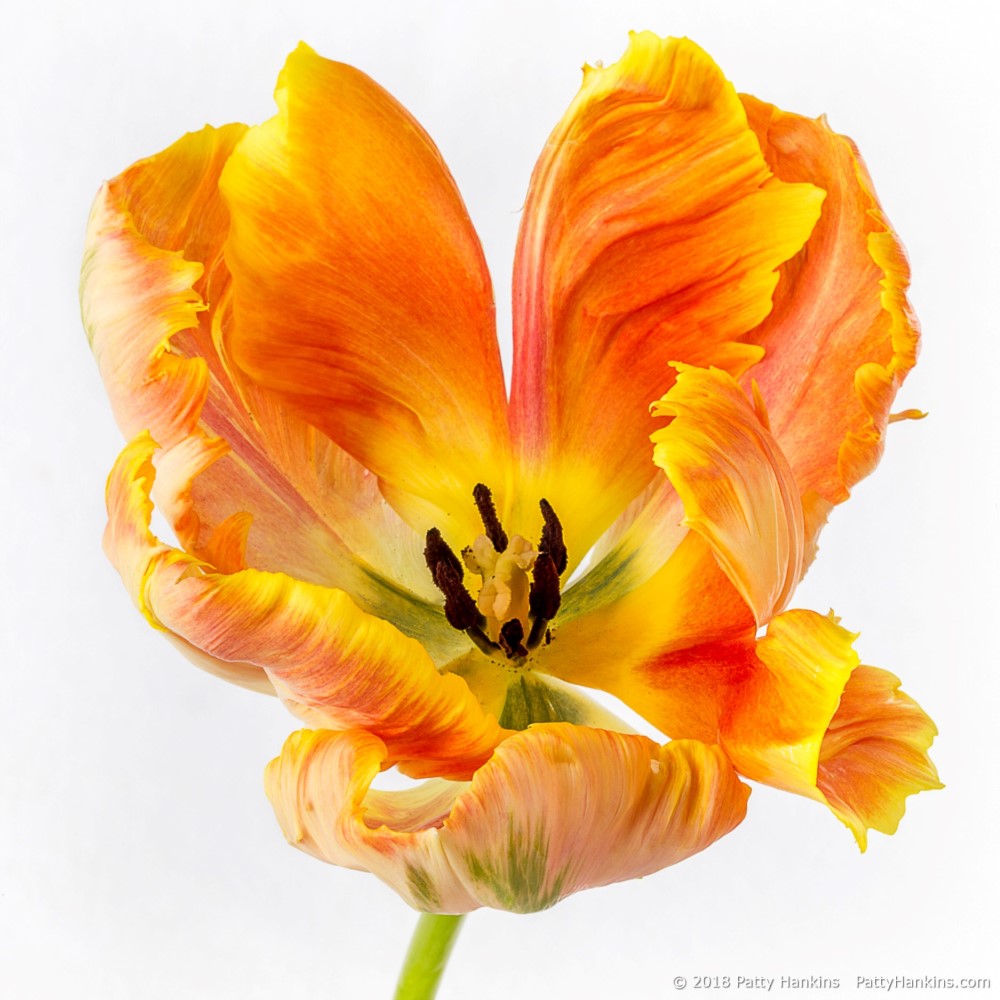 Orange Parrot Tulip – New Photo