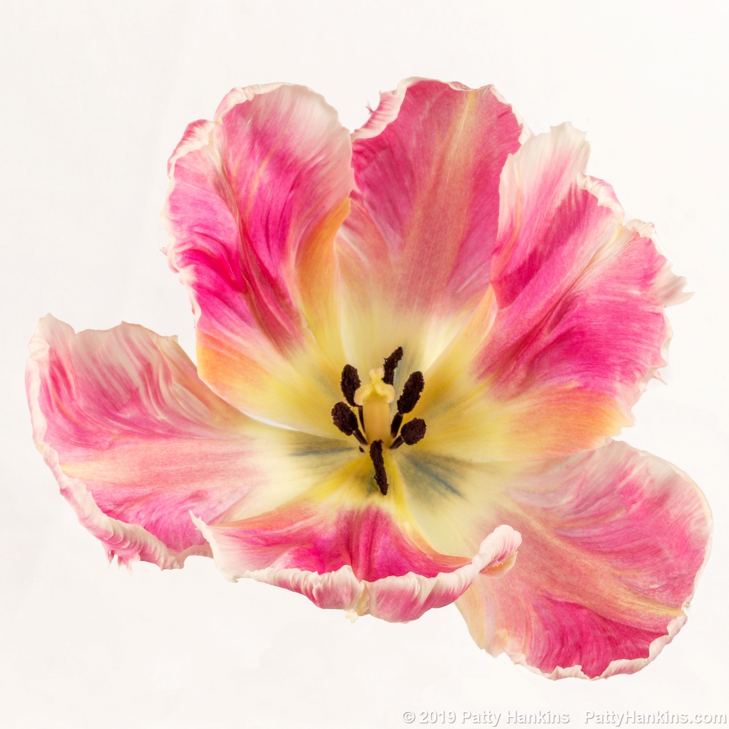 Pink & White Parrot Tulip © 2019 Patty HankinsPink & White Parrot Tulip © 2019 Patty Hankins