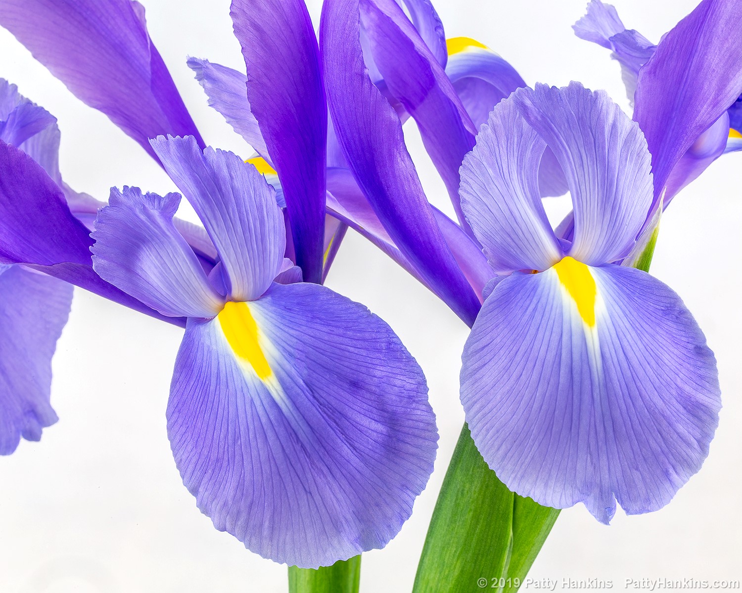 Siberian Iris Pair – New Photo