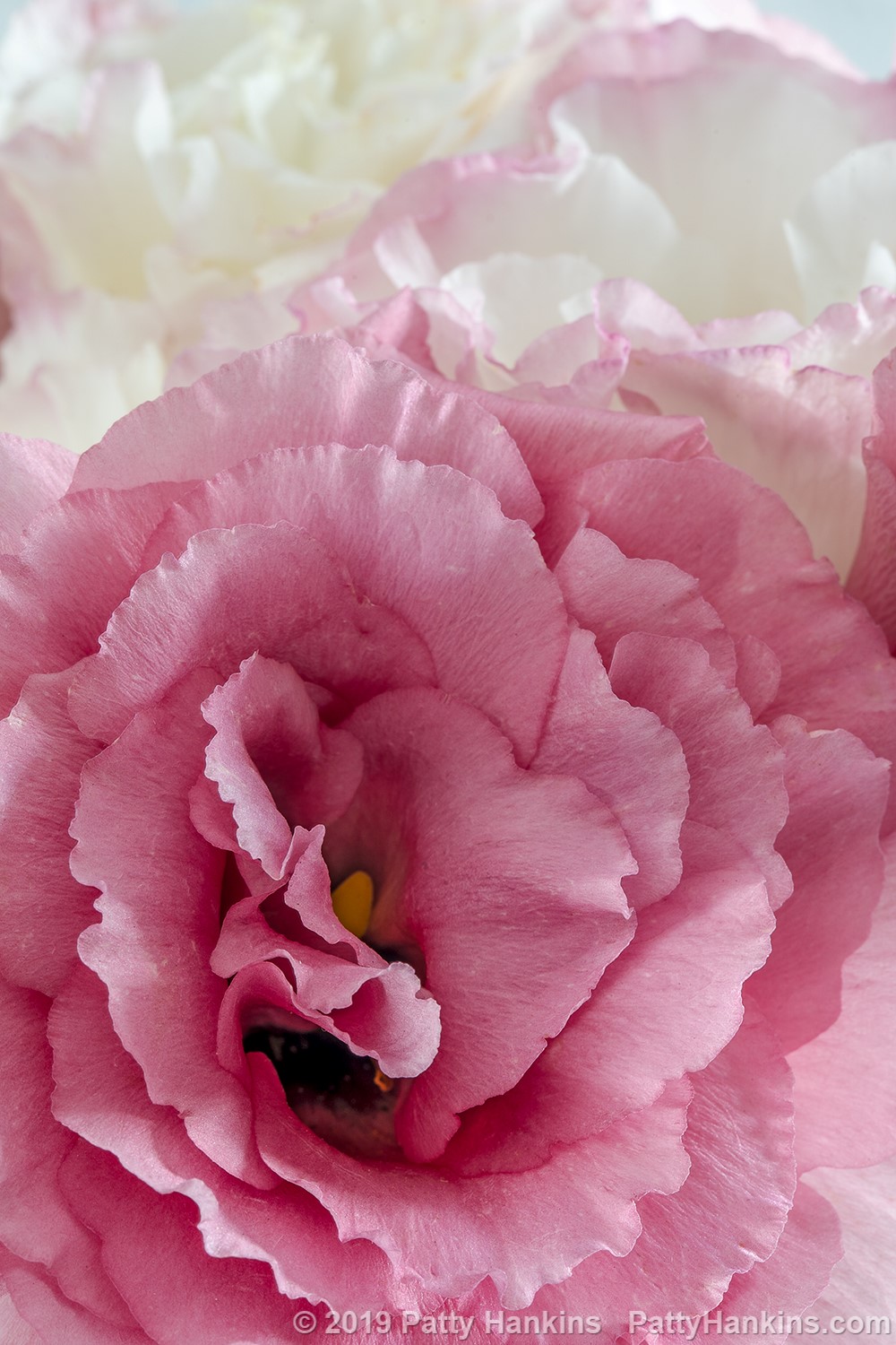 Pink & White Lisianthus – New Photo