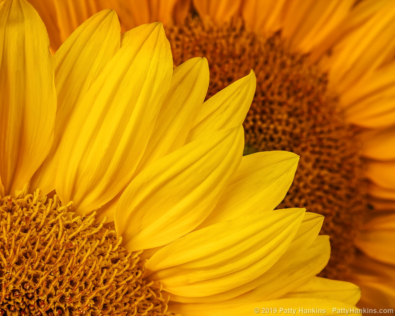 Sunflowers © 2019 Patty Hankins