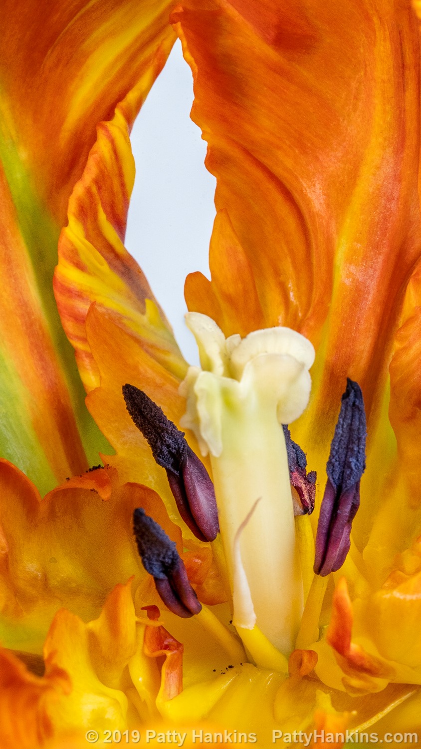 Rainbow Parrot Tulip – New Photo