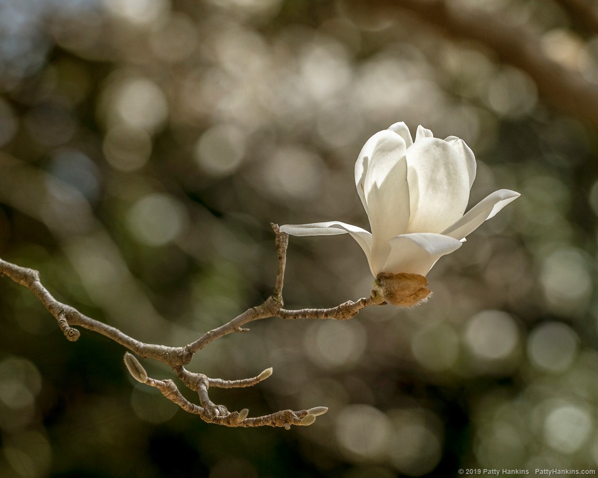 Yulan Magnolias