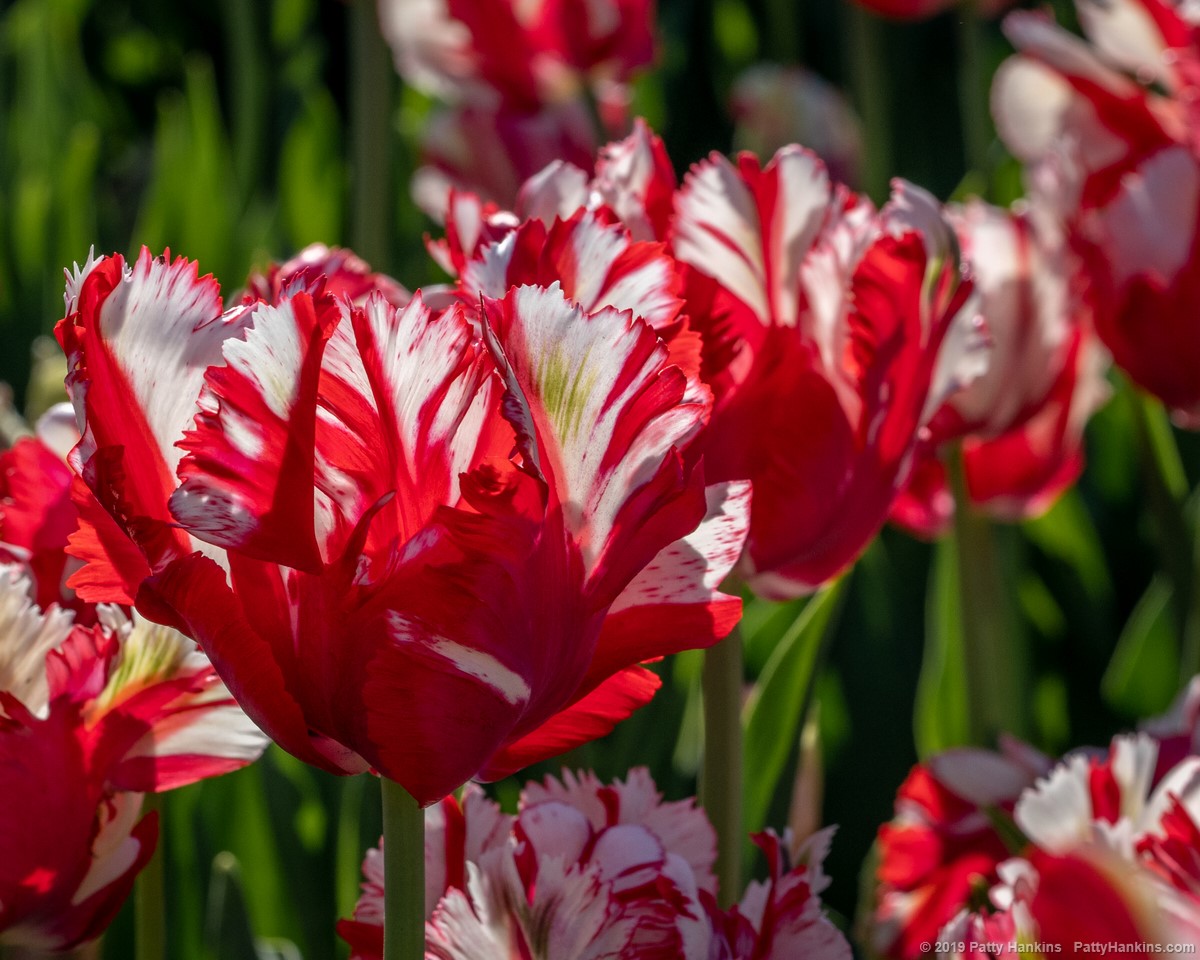 Estella Rijnveld Parrot Tulips | Beautiful Flower Pictures Blog
