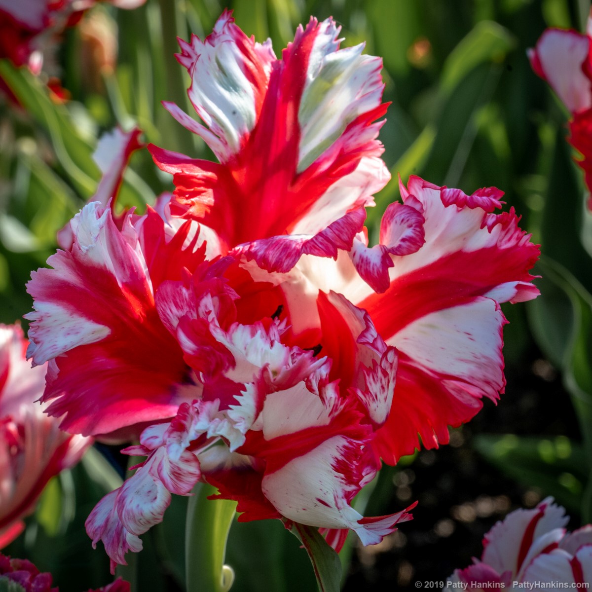Estella Rijnveld Parrot Tulips © 2019 Patty Hankins