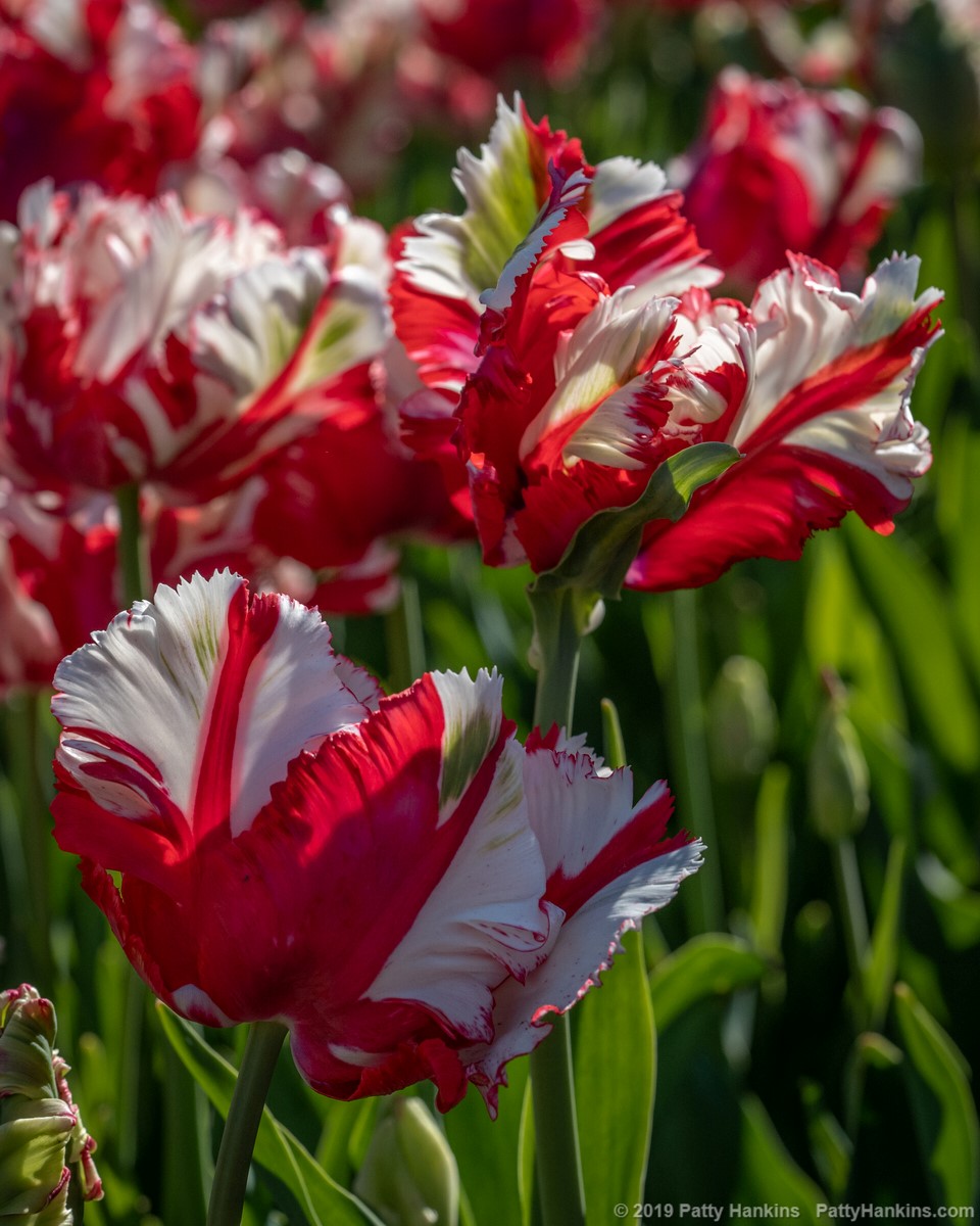 Estella Rijnveld Parrot Tulips | Beautiful Flower Pictures Blog