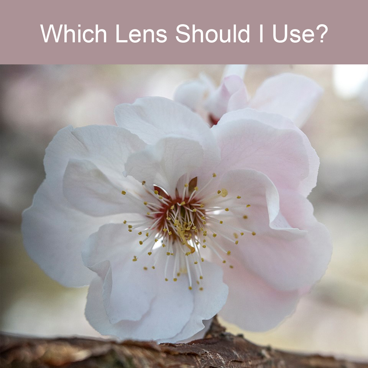 Which Lens Should I Use?