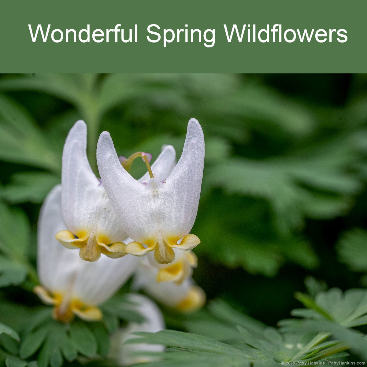 Wonderful Spring Wildflowers