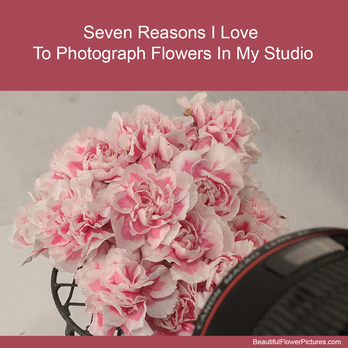 Seven Reasons I Love Photographing Flowers in my Studio