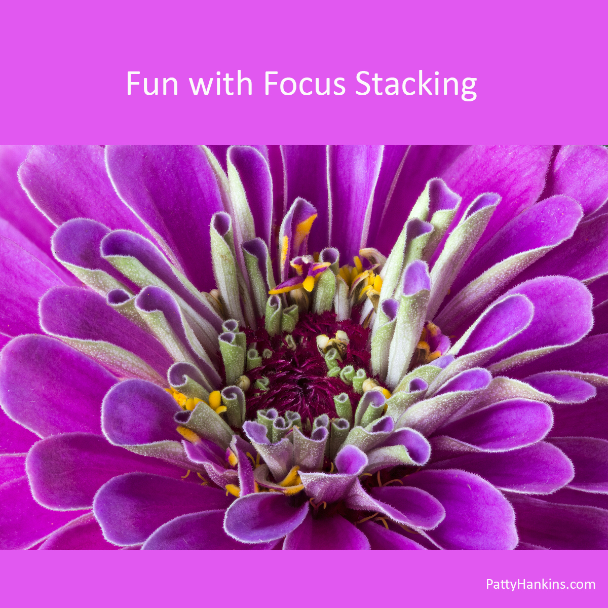 Fun with Focus Stacking
