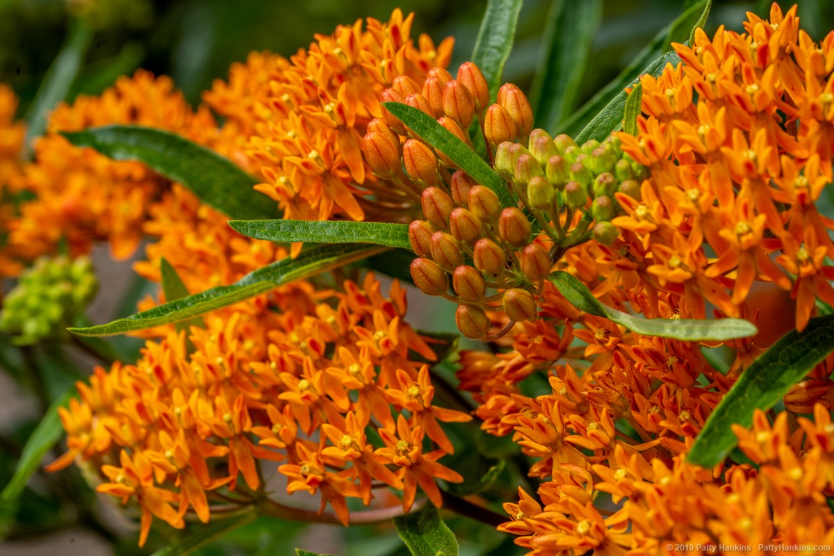 Butterfly Weed - Asclepias Tuberosa © 2019 Patty Hankins