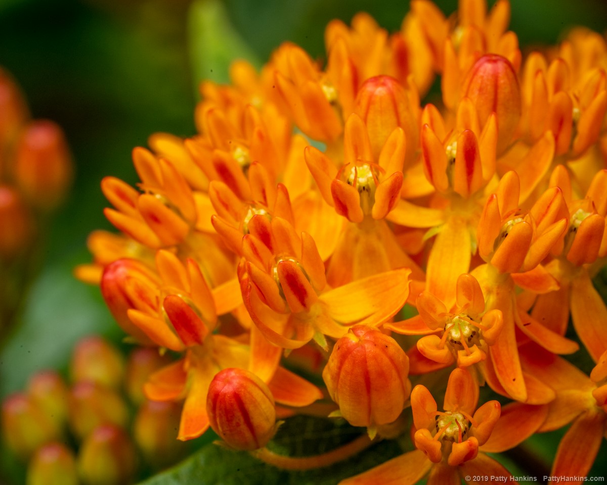 Butterfly Weed - Asclepias Tuberosa © 2019 Patty Hankins