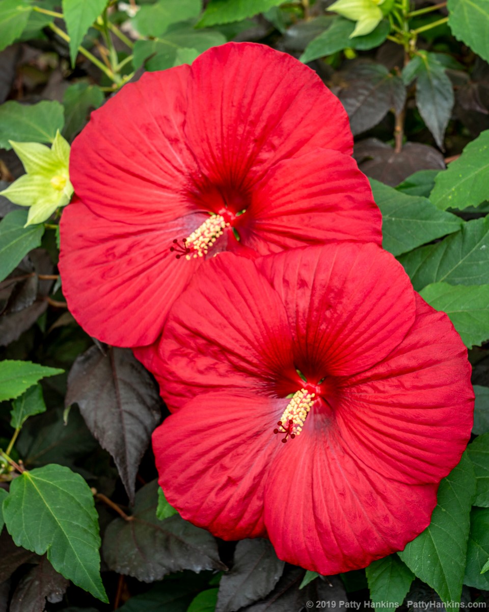 Holy Grail Hibiscus © 2019 Patty Hankins