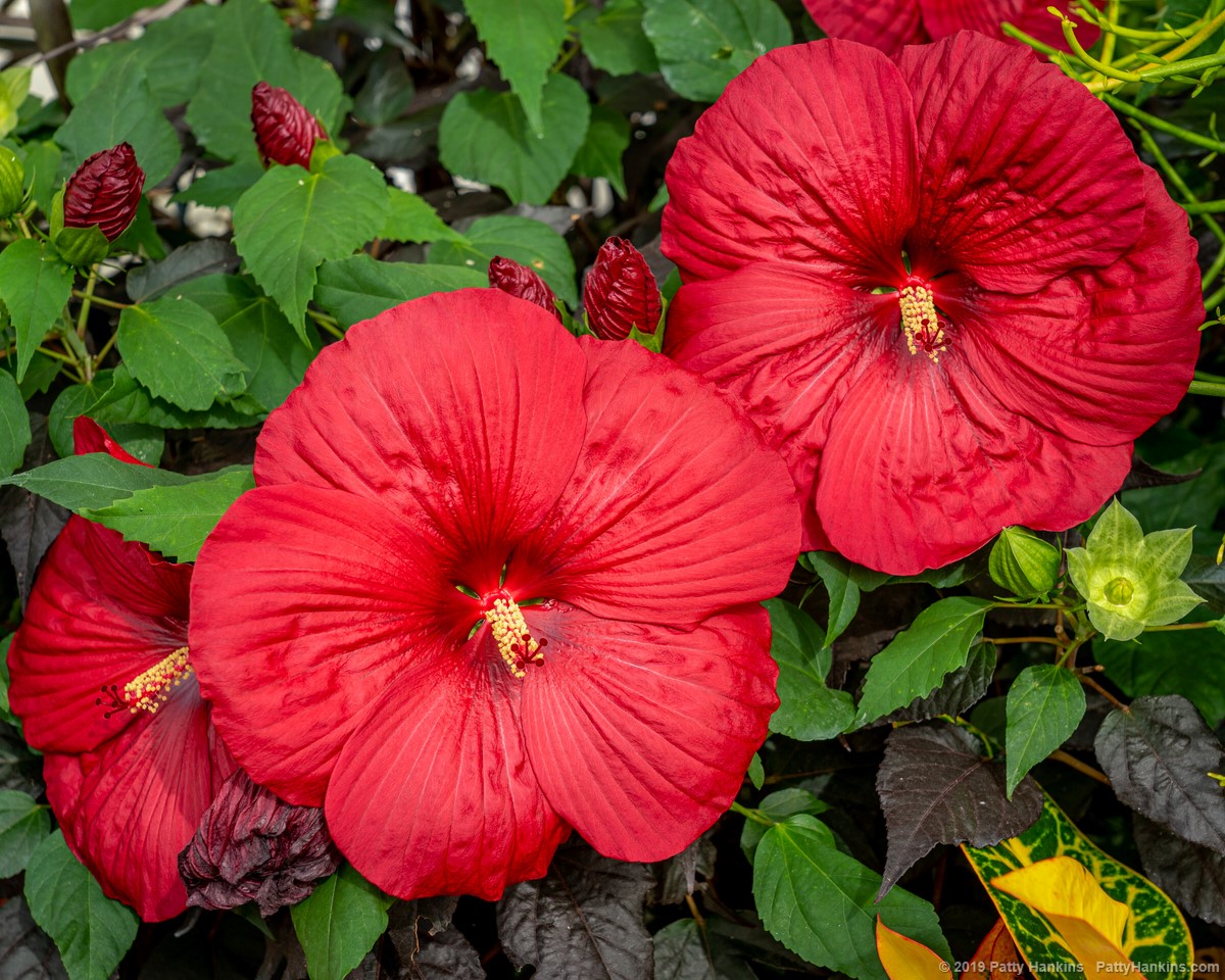 Holy Grail Hibiscus © 2019 Patty Hankins