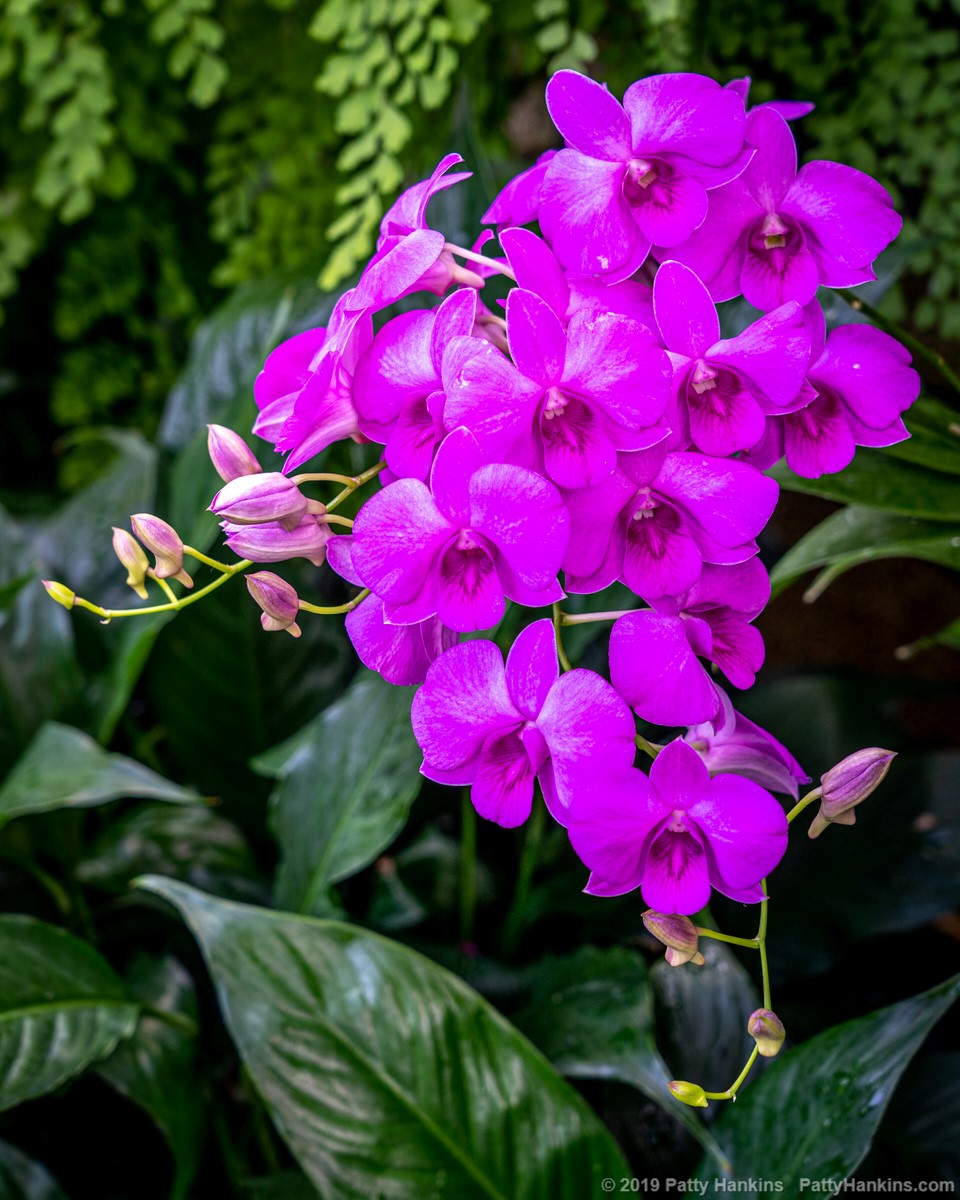 Orchids © 2019 Patty Hankins