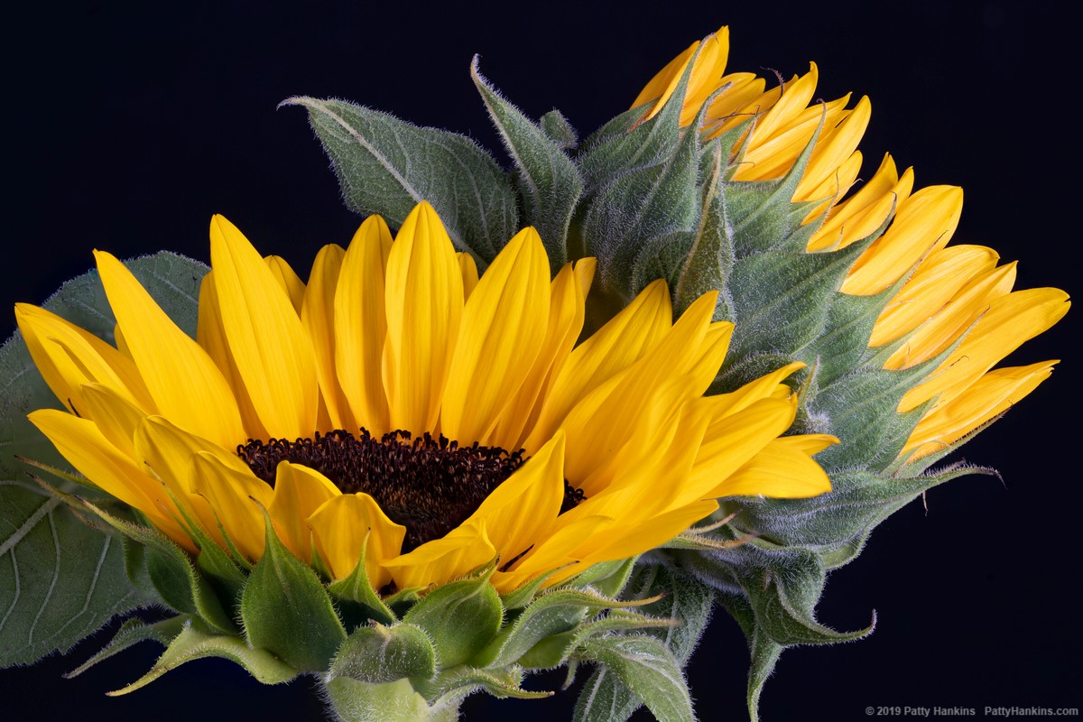 Sunflowers © 2019 Patty Hankins
