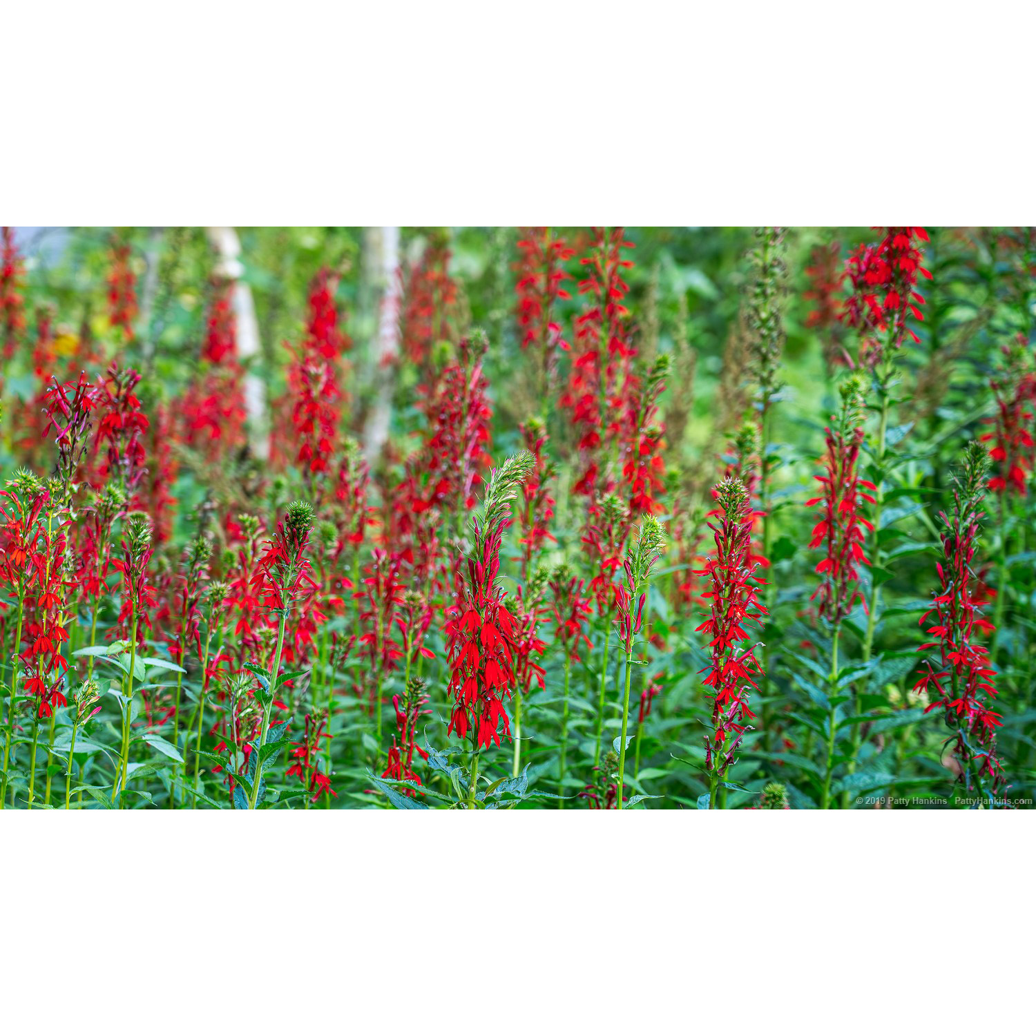 Cardinal Flowers – New Photo