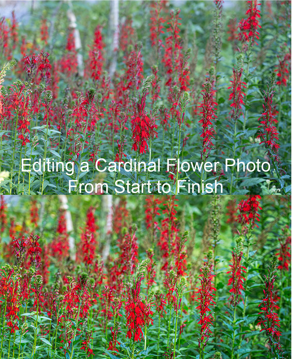 Editing a Cardinal Flower Photo from Start to Finish