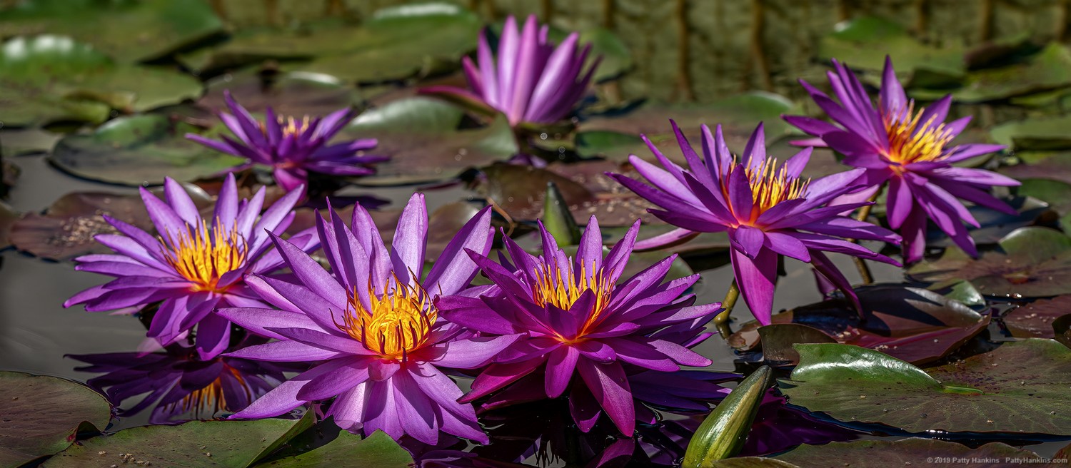 Detective Emily Water Lilies © 2019 Patty Hankins