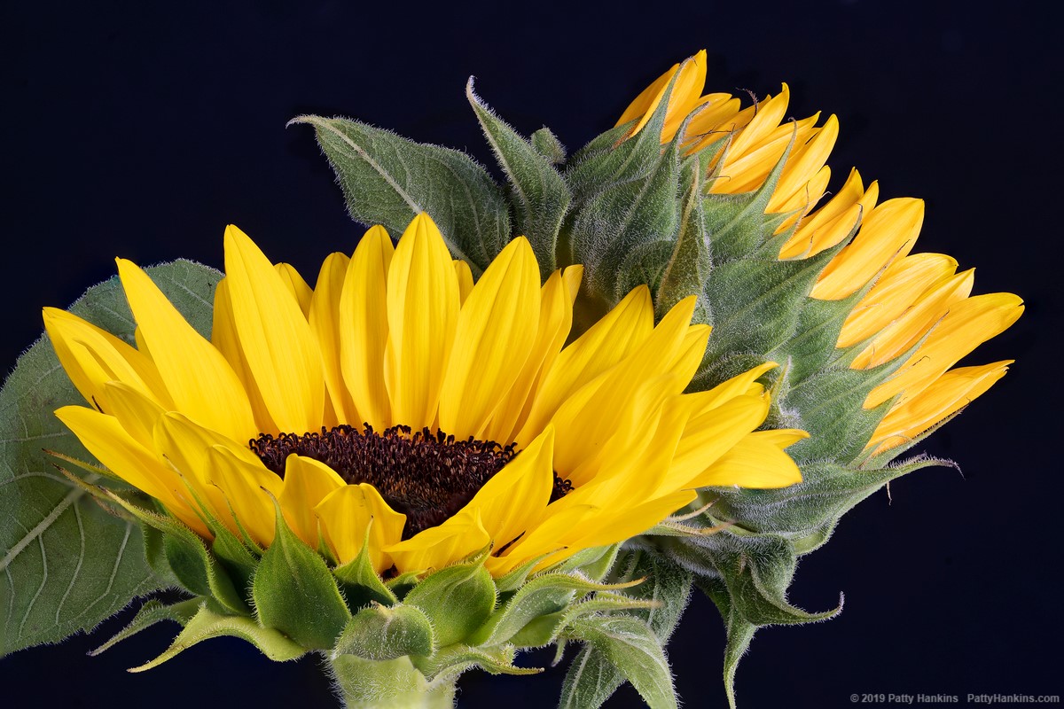 Two Sunflowers © 2019 Patty Hankins