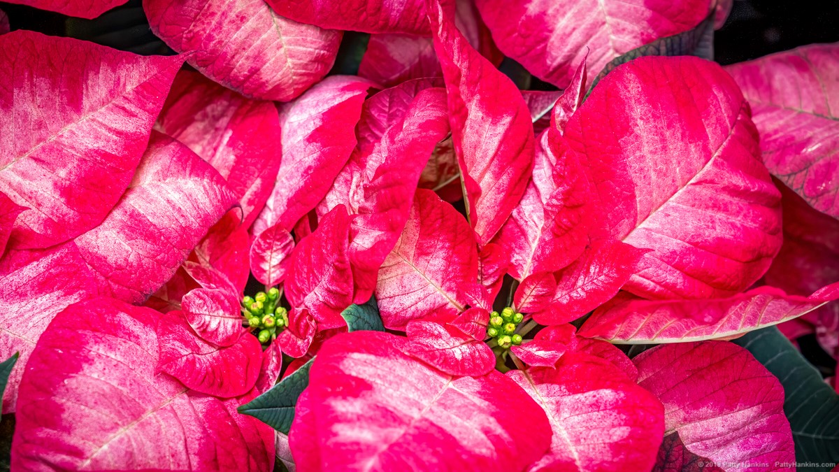 Christmas Beauty Princess Poinsettia © 2019 Patty Hankins