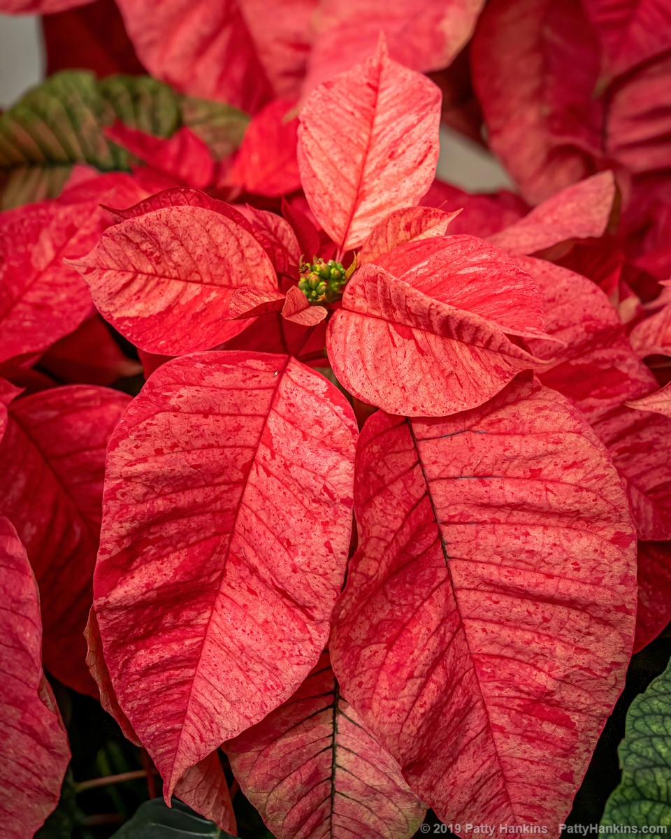 Christmas Feelings Red Cinnamon Poinsettia © 2019 Patty Hankins