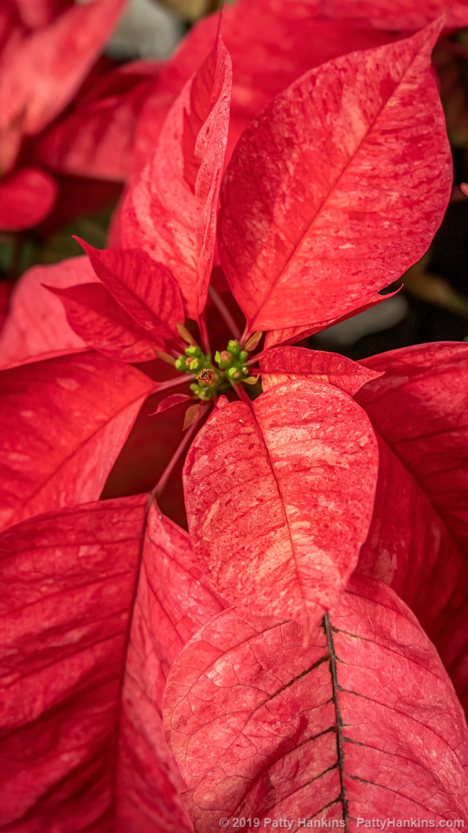 Christmas Feelings Red Cinnamon Poinsettia © 2019 Patty Hankins