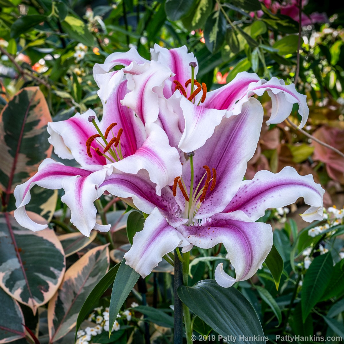 Maytime Lilies © 2019 Patty Hankins