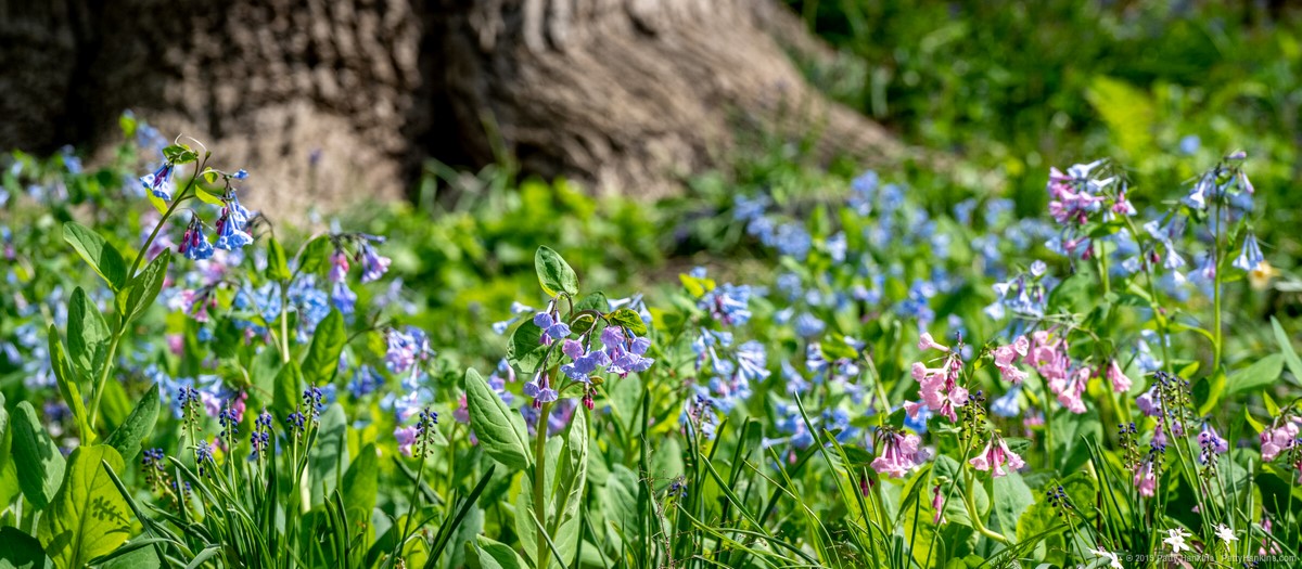 Virginia Bluebells - Mertensia Virginica © 2019 Patty Hankins