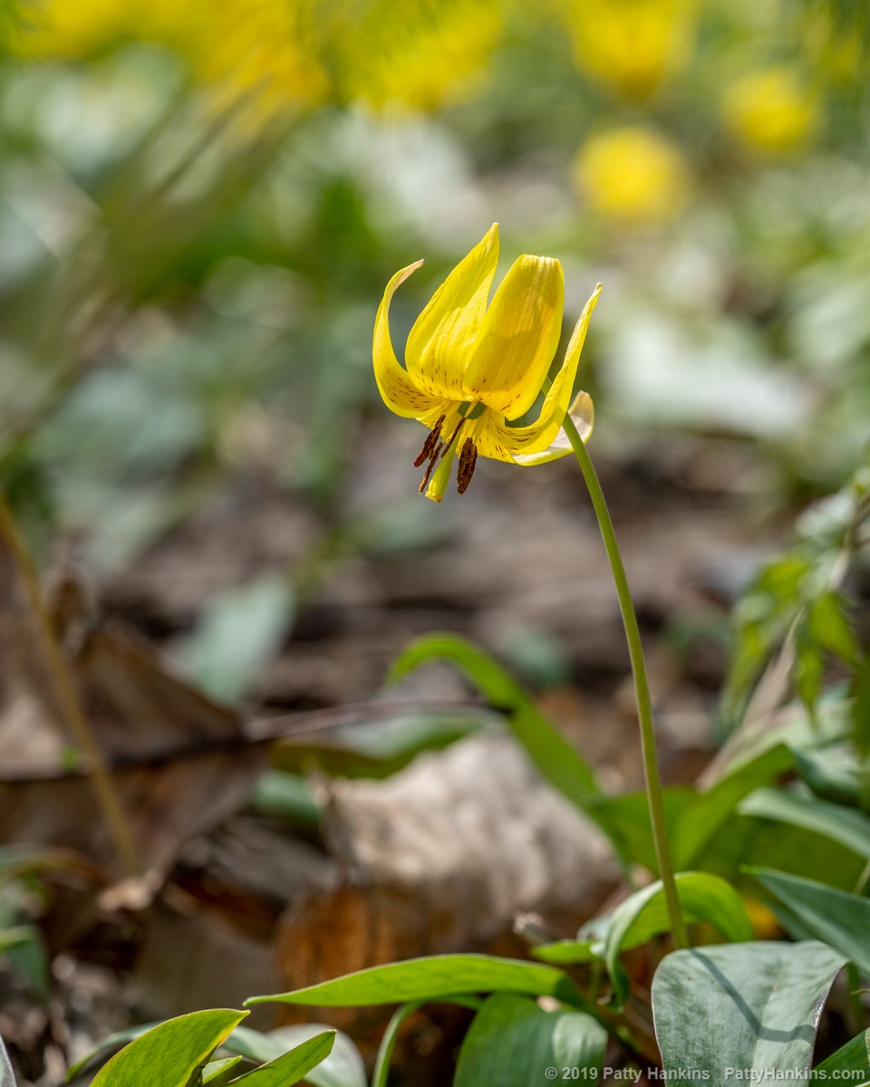 Spring Wildflowers – Trout Lilies