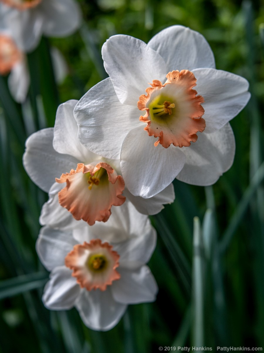 Pink Charm Daffodils © 2019 Patty Hankins