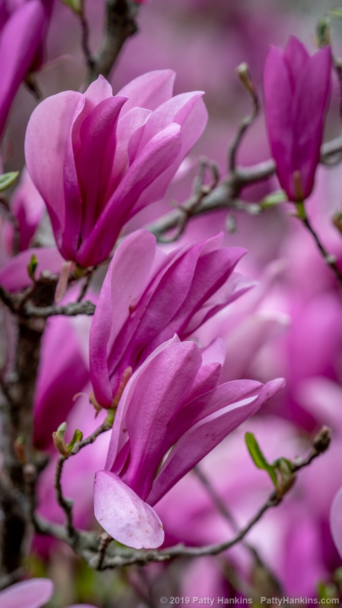 Ann Saucer Magnolia © 2019 Patty Hankins