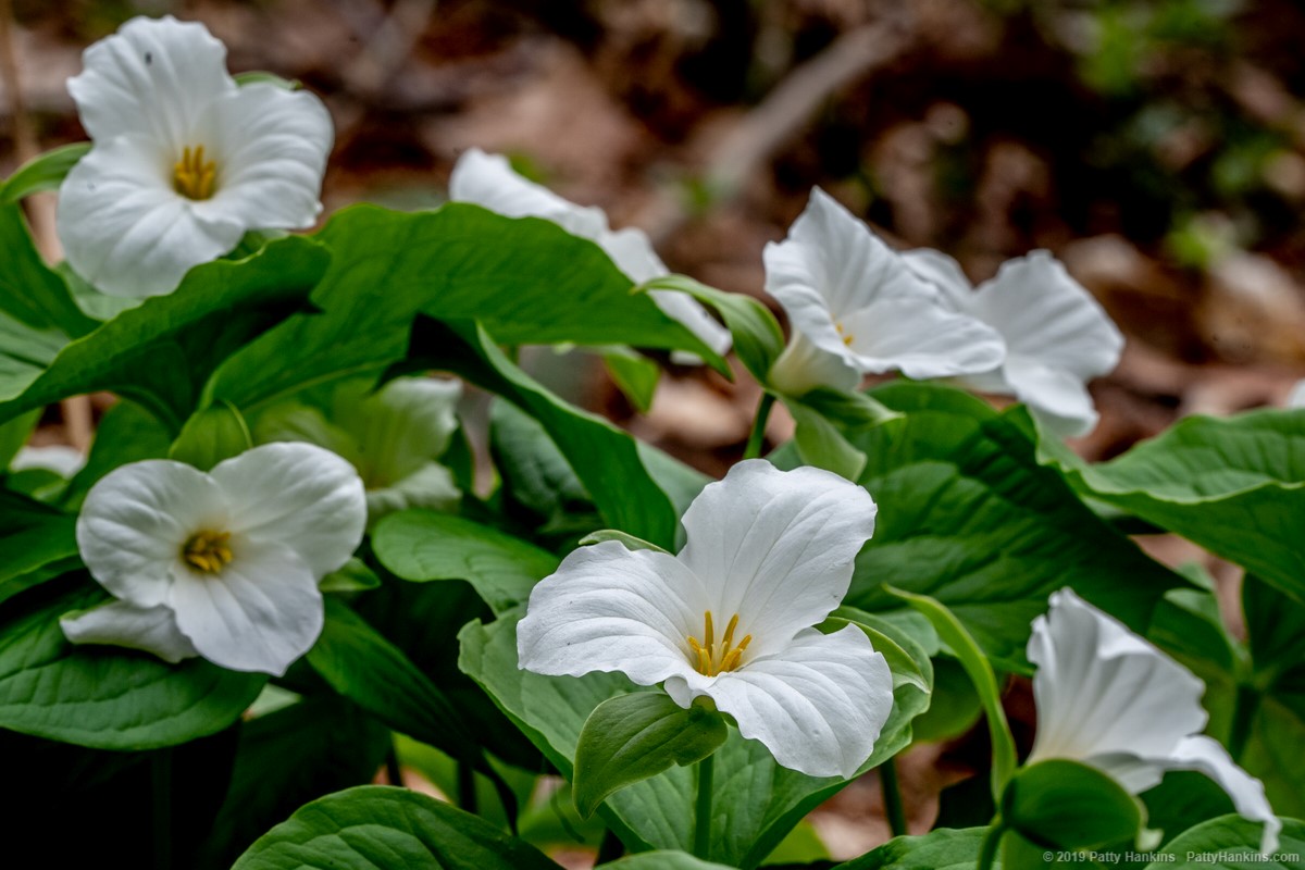 Spring Wildflowers – Trillium
