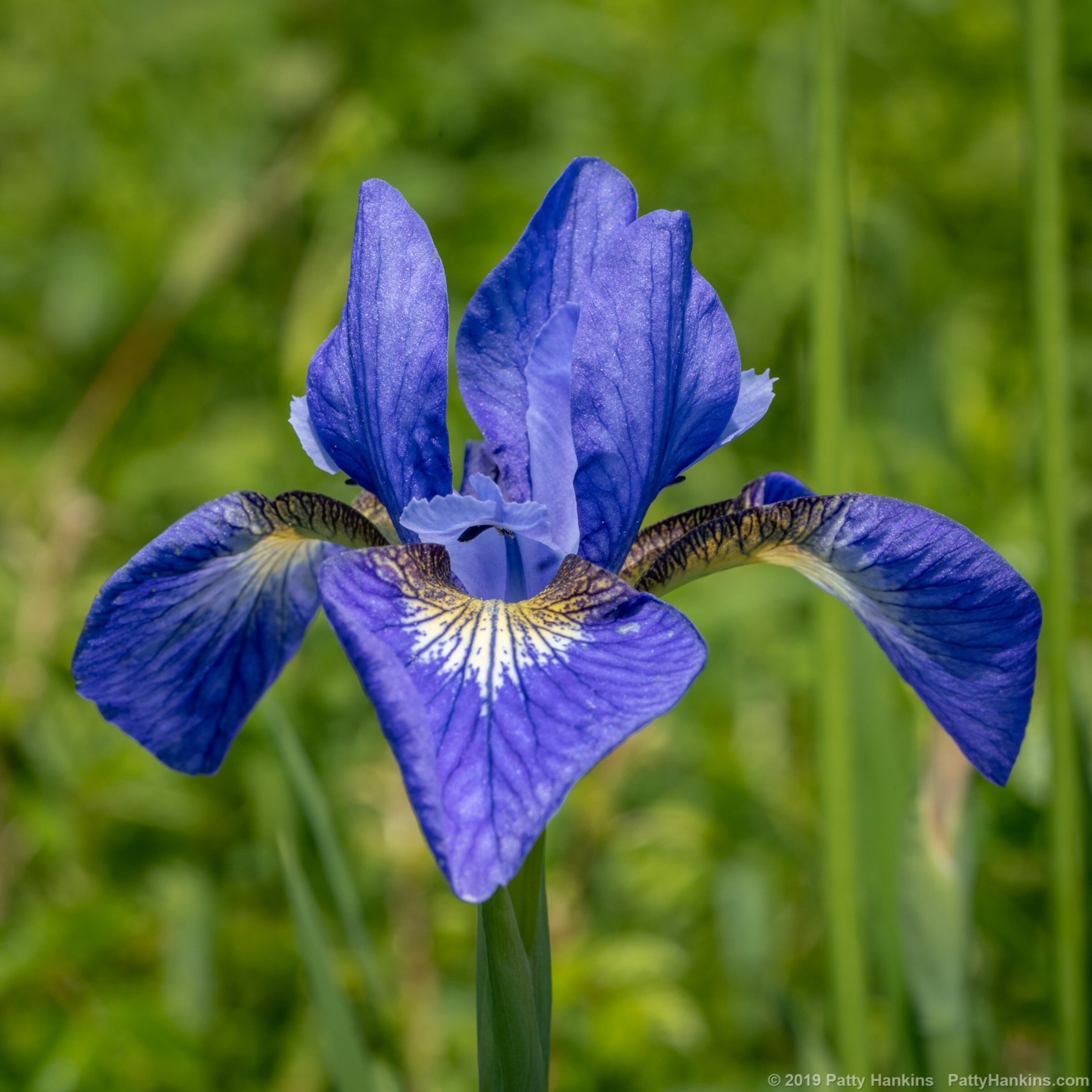 Iris in the Meadow at Ladew Topiary Gardens © 2019 Patty Hankins