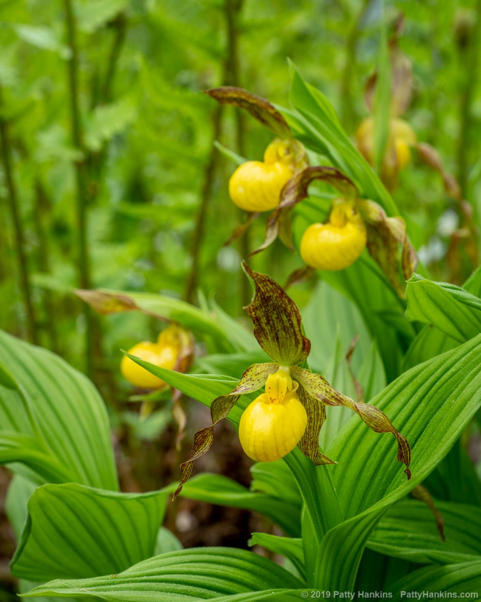 Lesser yellow Lady’s Slippers