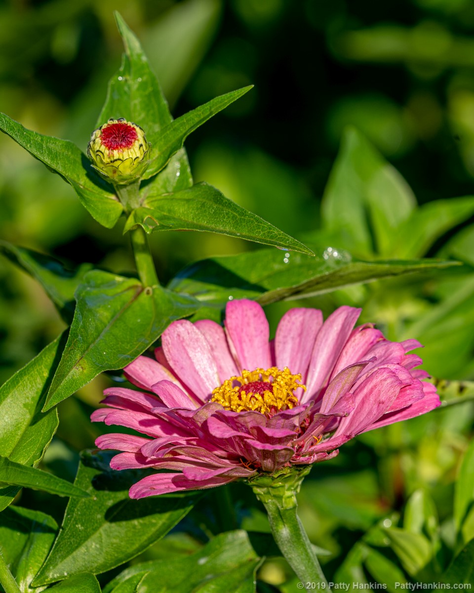 Zinnia © 2019 Patty Hankins