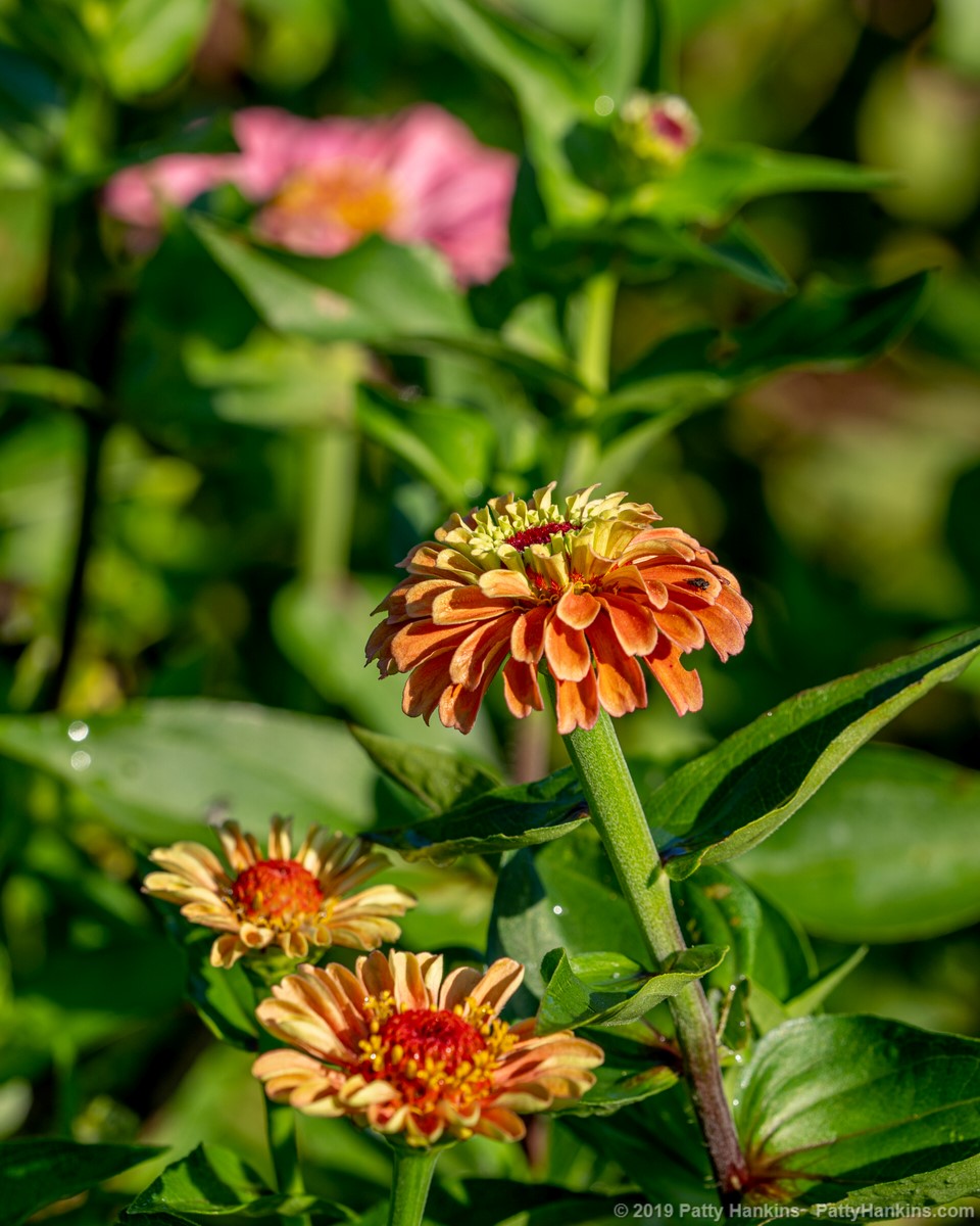 Zinnia © 2019 Patty Hankins