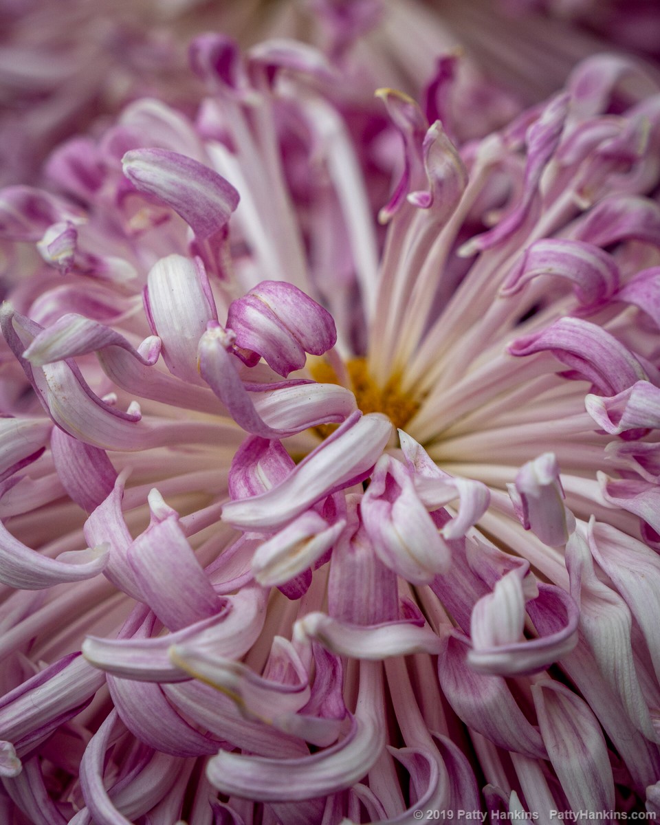 Flair Chrysanthemum © 2019 Patty Hankins