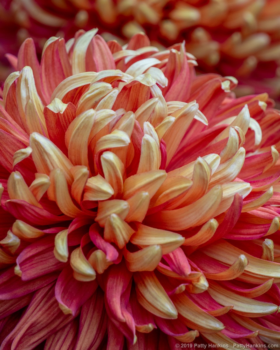 Indian Summer Chrysanthemum © 2019 Patty Hankins