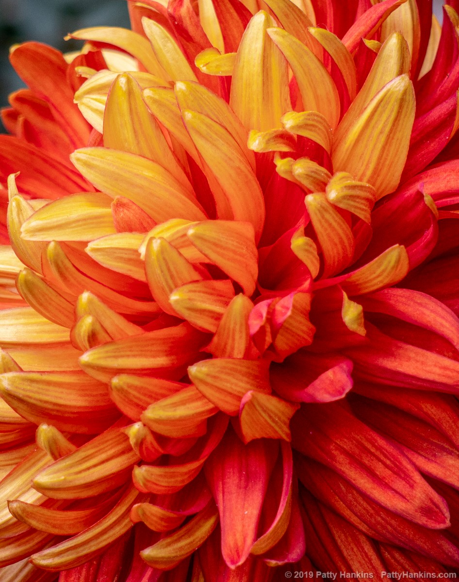 Indian Summer Chrysanthemum © 2019 Patty Hankins