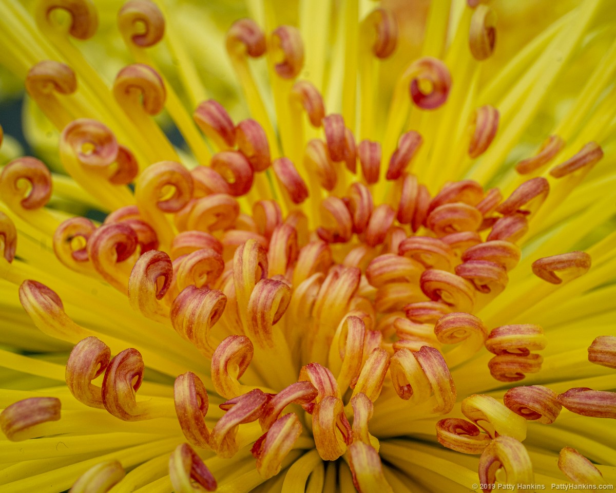 Lava Chrysanthemum © 2019 Patty Hankins