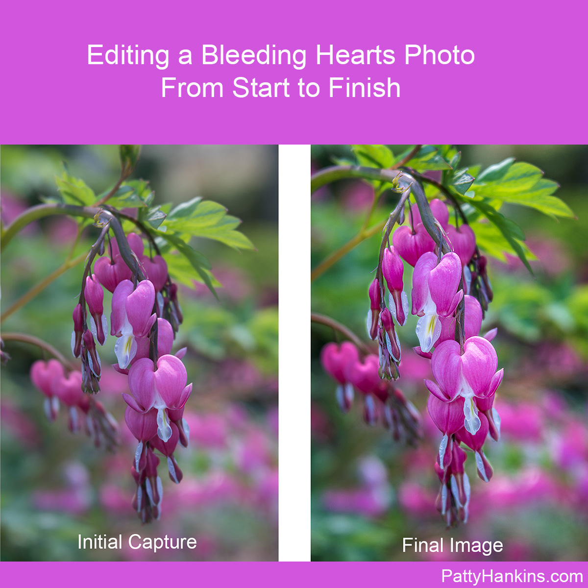 Editing a Bleeding Hearts photo from Start to Finish