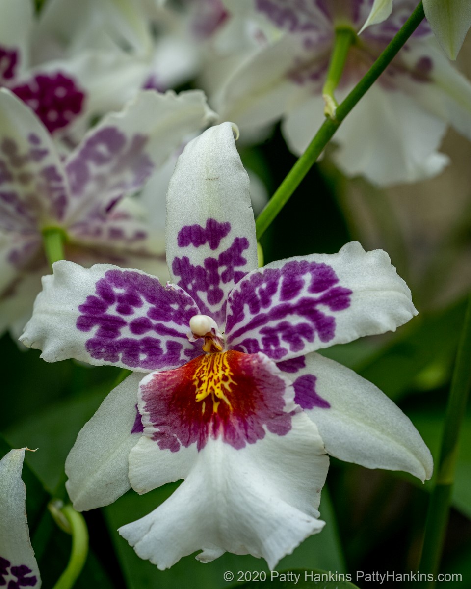 Big Shot Hilo Sparkle Orchid © 2020 Patty Hankins