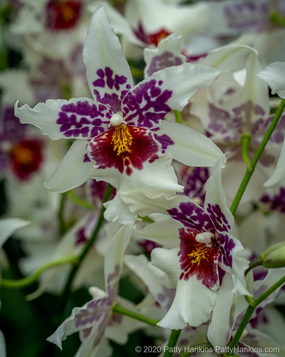 Big Shot Hilo Sparkle Orchid © 2020 Patty Hankins