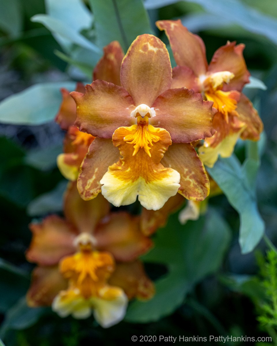 Oncidium Orchid © 2020 Patty Hankins